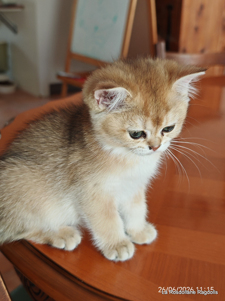 Brownie